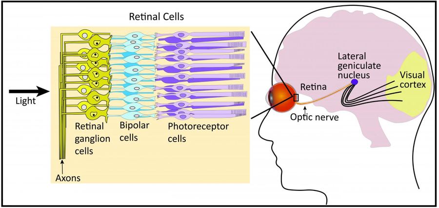 Retinal ganglion cells connecting the eye to the brain
