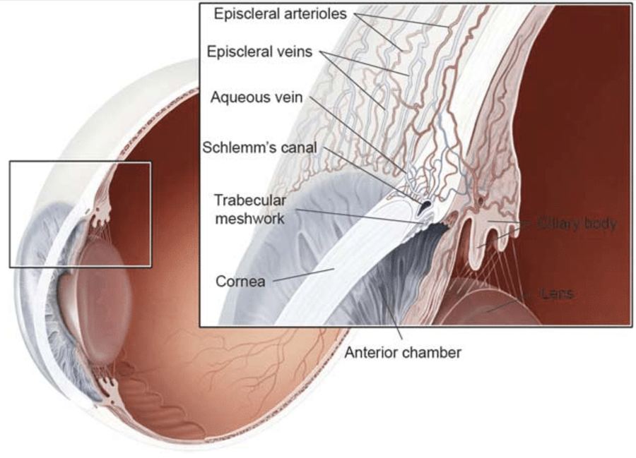 Anterior chamber and drainage-angle anatomy of the eye