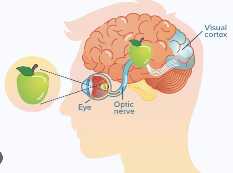 The visual pathway from the eye to the visual cortex