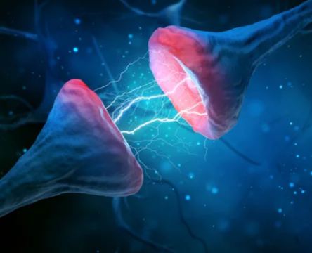 A synapse connecting two neurons